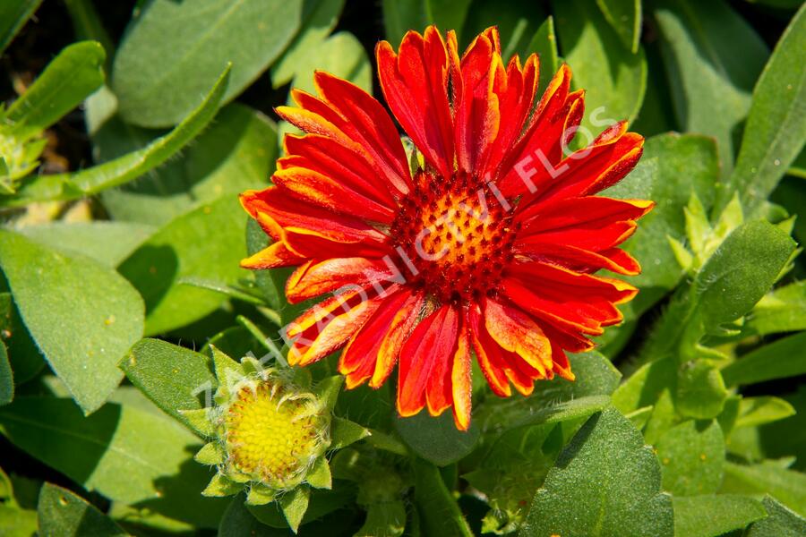 Kokarda osinatá 'Spin Top Yellow Touch' - Gaillardia aristata 'Spin Top Yellow Touch'