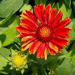 Kokarda osinatá 'Spin Top Yellow Touch' - Gaillardia aristata 'Spin Top Yellow Touch'