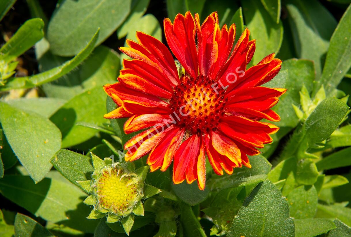 Kokarda osinatá 'Spin Top Yellow Touch' - Gaillardia aristata 'Spin Top Yellow Touch'
