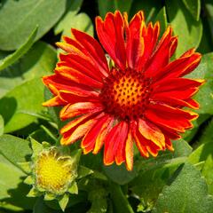 Kokarda osinatá 'Spin Top Yellow Touch' - Gaillardia aristata 'Spin Top Yellow Touch'