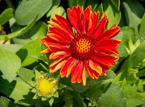 Kokarda osinatá 'Spin Top Yellow Touch' - Gaillardia aristata 'Spin Top Yellow Touch'