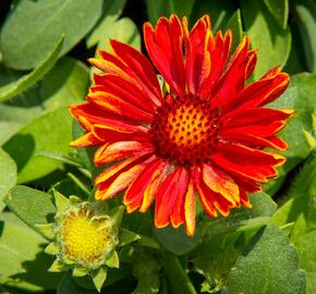 Kokarda osinatá 'Spin Top Yellow Touch' - Gaillardia aristata 'Spin Top Yellow Touch'