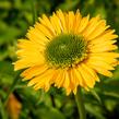 Třapatkovka nachová 'Meteor Yellow' - Echinacea purpurea 'Meteor Yellow'