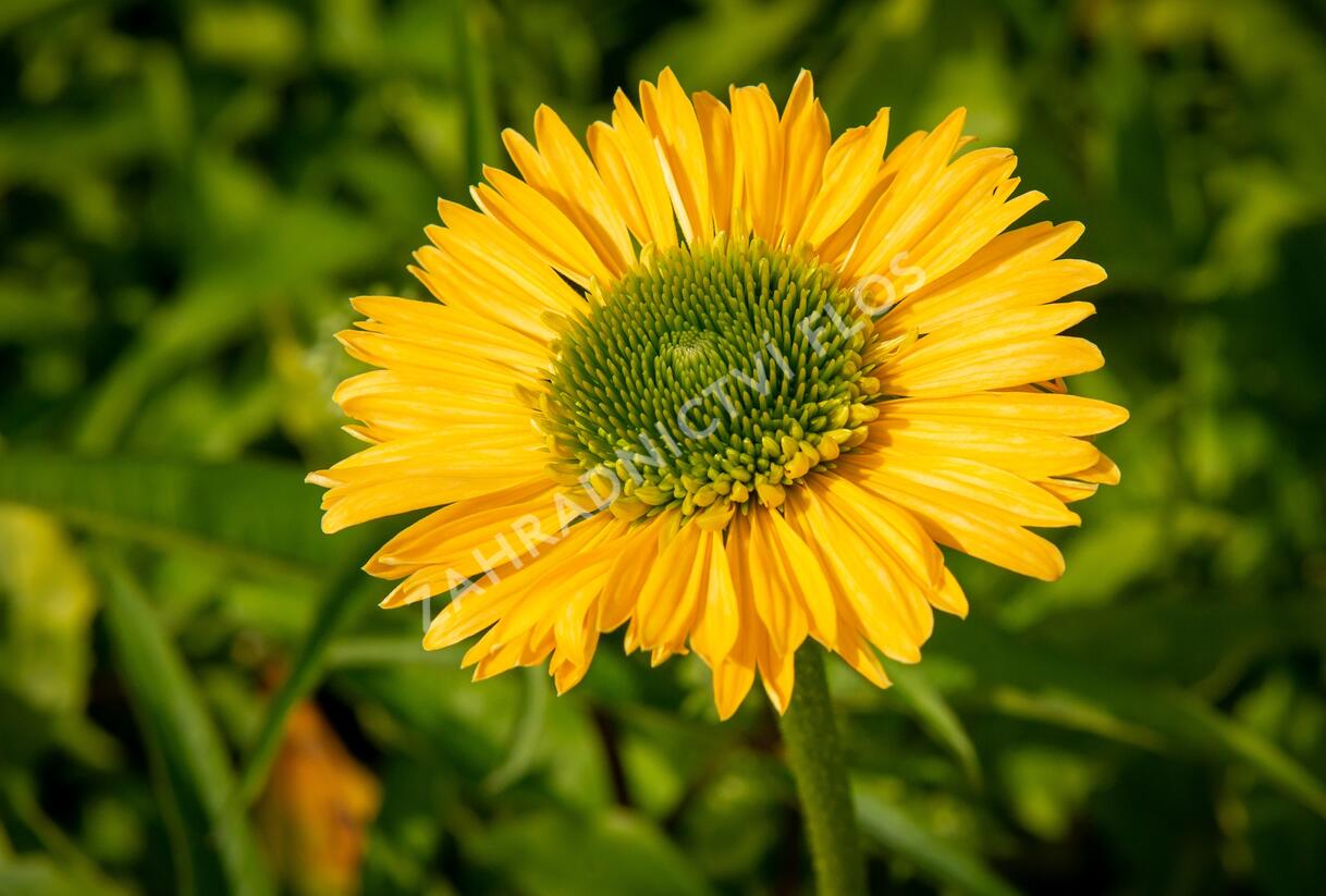 Třapatkovka nachová 'Meteor Yellow' - Echinacea purpurea 'Meteor Yellow'