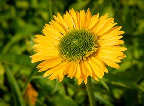 Třapatkovka nachová 'Meteor Yellow' - Echinacea purpurea 'Meteor Yellow'