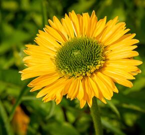 Třapatkovka nachová 'Meteor Yellow' - Echinacea purpurea 'Meteor Yellow'