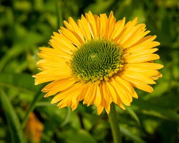 Třapatkovka nachová 'Meteor Yellow'