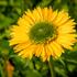 trapatka-nachova-meteor-yellow.jpg