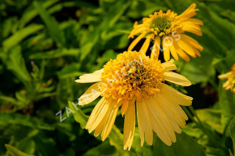 Třapatkovka nachová 'Meteor Yellow' - Echinacea purpurea 'Meteor Yellow'