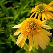 Třapatkovka nachová 'Meteor Yellow' - Echinacea purpurea 'Meteor Yellow'