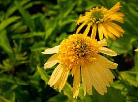 Třapatkovka nachová 'Meteor Yellow' - Echinacea purpurea 'Meteor Yellow'