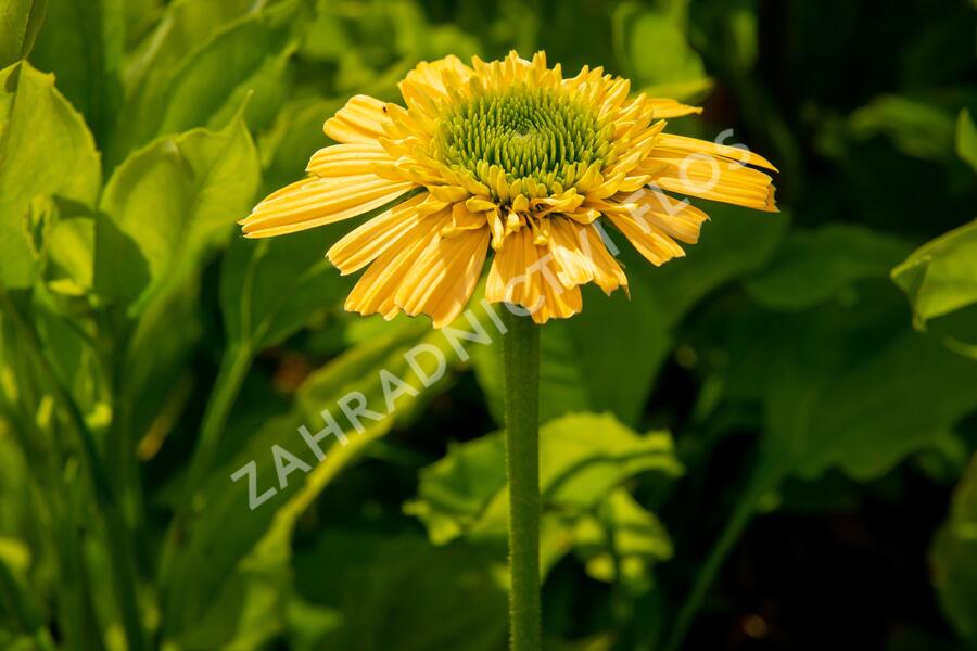 Třapatkovka nachová 'Meteor Yellow' - Echinacea purpurea 'Meteor Yellow'