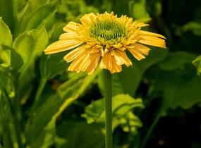Třapatkovka nachová 'Meteor Yellow' - Echinacea purpurea 'Meteor Yellow'