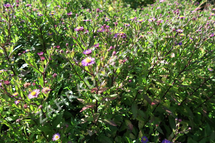 Hvězdnice 'Ezo Murasaki' - Aster ageratoides 'Ezo Murasaki'
