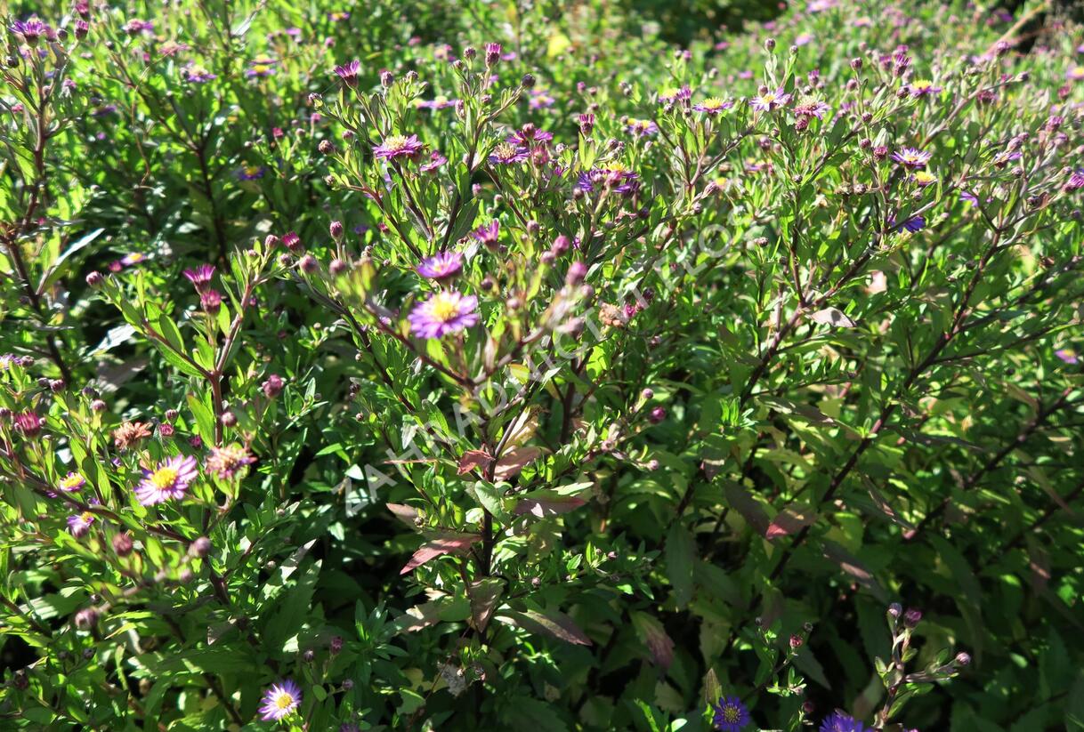Hvězdnice křovitá 'Ezo Murasaki' - Aster ageratoides 'Ezo Murasaki'