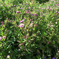 Hvězdnice 'Ezo Murasaki' - Aster ageratoides 'Ezo Murasaki'