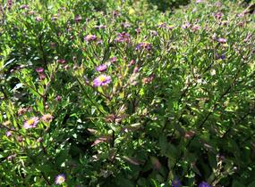 Hvězdnice křovitá 'Ezo Murasaki' - Aster ageratoides 'Ezo Murasaki'