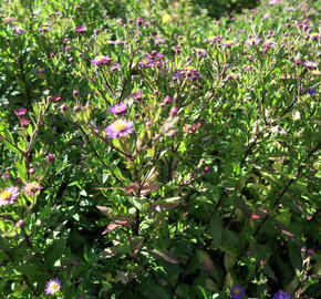 Hvězdnice 'Ezo Murasaki' - Aster ageratoides 'Ezo Murasaki'