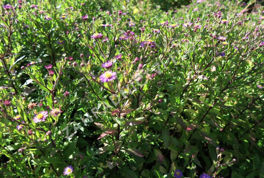 Hvězdnice křovitá 'Ezo Murasaki' - Aster ageratoides 'Ezo Murasaki'