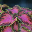 Pochvatec, Pokojová kopřiva 'Fifth Avenue' - Coleus blumei 'Fifth Avenue'