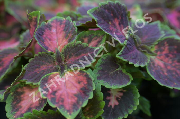 Pochvatec, Pokojová kopřiva 'Fifth Avenue' - Coleus blumei 'Fifth Avenue'