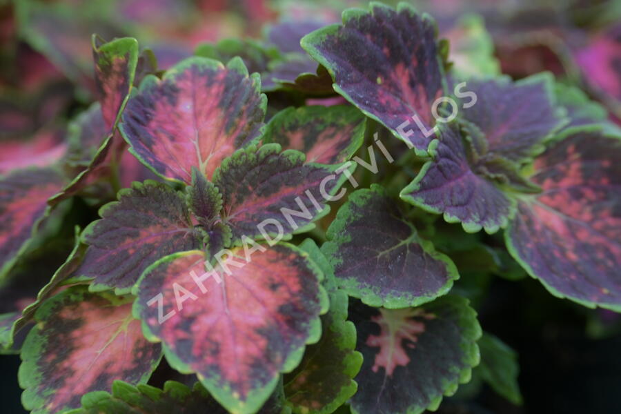Pochvatec, Pokojová kopřiva 'Fifth Avenue' - Coleus blumei 'Fifth Avenue'