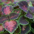 Pochvatec, Pokojová kopřiva 'Fifth Avenue' - Coleus blumei 'Fifth Avenue'