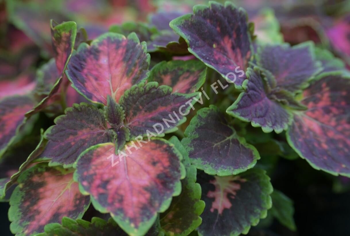 Pochvatec, Pokojová kopřiva 'Fifth Avenue' - Coleus blumei 'Fifth Avenue'