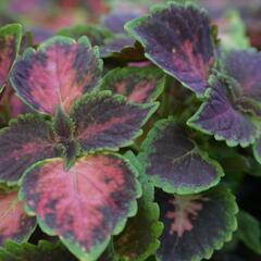 Pochvatec, Pokojová kopřiva 'Fifth Avenue' - Coleus blumei 'Fifth Avenue'