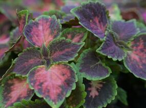 Pochvatec, Pokojová kopřiva 'Fifth Avenue' - Coleus blumei 'Fifth Avenue'