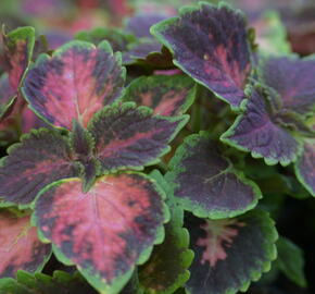 Pochvatec, Pokojová kopřiva 'Fifth Avenue' - Coleus blumei 'Fifth Avenue'