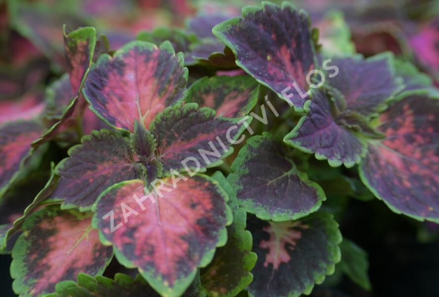 Pochvatec, Pokojová kopřiva 'Fifth Avenue' - Coleus blumei 'Fifth Avenue'