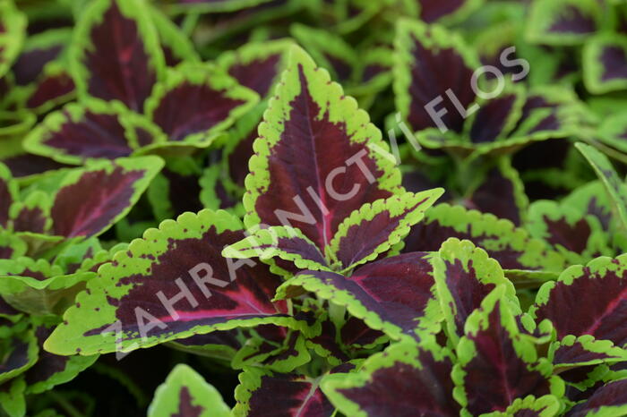 Pochvatec, Pokojová kopřiva 'Alligator Alley' - Coleus blumei 'Alligator Alley'