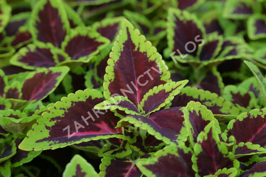 Pochvatec, Pokojová kopřiva 'Alligator Alley' - Coleus blumei 'Alligator Alley'