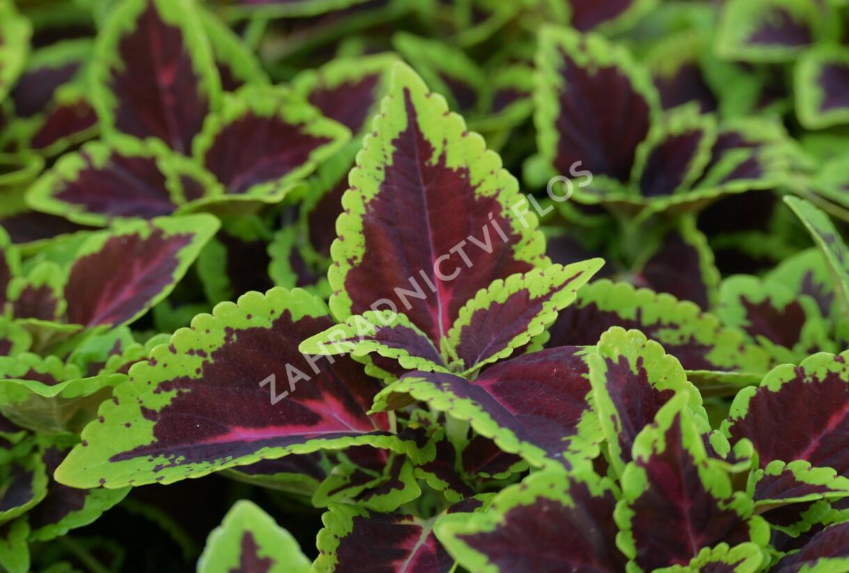 Pochvatec, Pokojová kopřiva 'Alligator Alley' - Coleus blumei 'Alligator Alley'