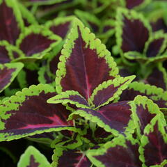 Pochvatec, Pokojová kopřiva 'Alligator Alley' - Coleus blumei 'Alligator Alley'
