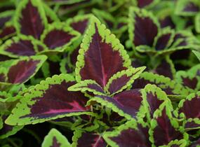 Pochvatec, Pokojová kopřiva 'Alligator Alley' - Coleus blumei 'Alligator Alley'