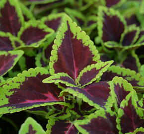 Pochvatec, Pokojová kopřiva 'Alligator Alley' - Coleus blumei 'Alligator Alley'
