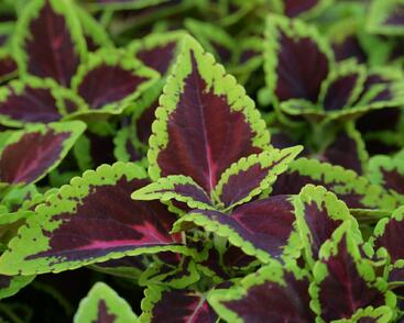 Pochvatec, Pokojová kopřiva 'Alligator Alley'