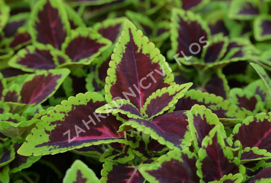 Pochvatec, Pokojová kopřiva 'Alligator Alley' - Coleus blumei 'Alligator Alley'