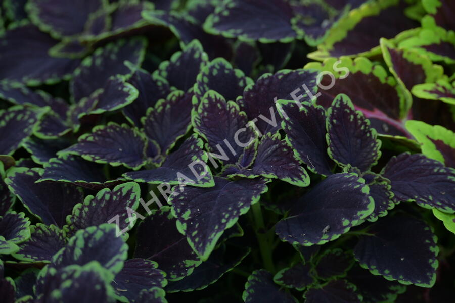 Pochvatec, Pokojová kopřiva 'Abbey Road' - Coleus blumei 'Abbey Road'