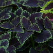 Pokojová kopřiva 'Abbey Road' - Coleus blumei 'Abbey Road'