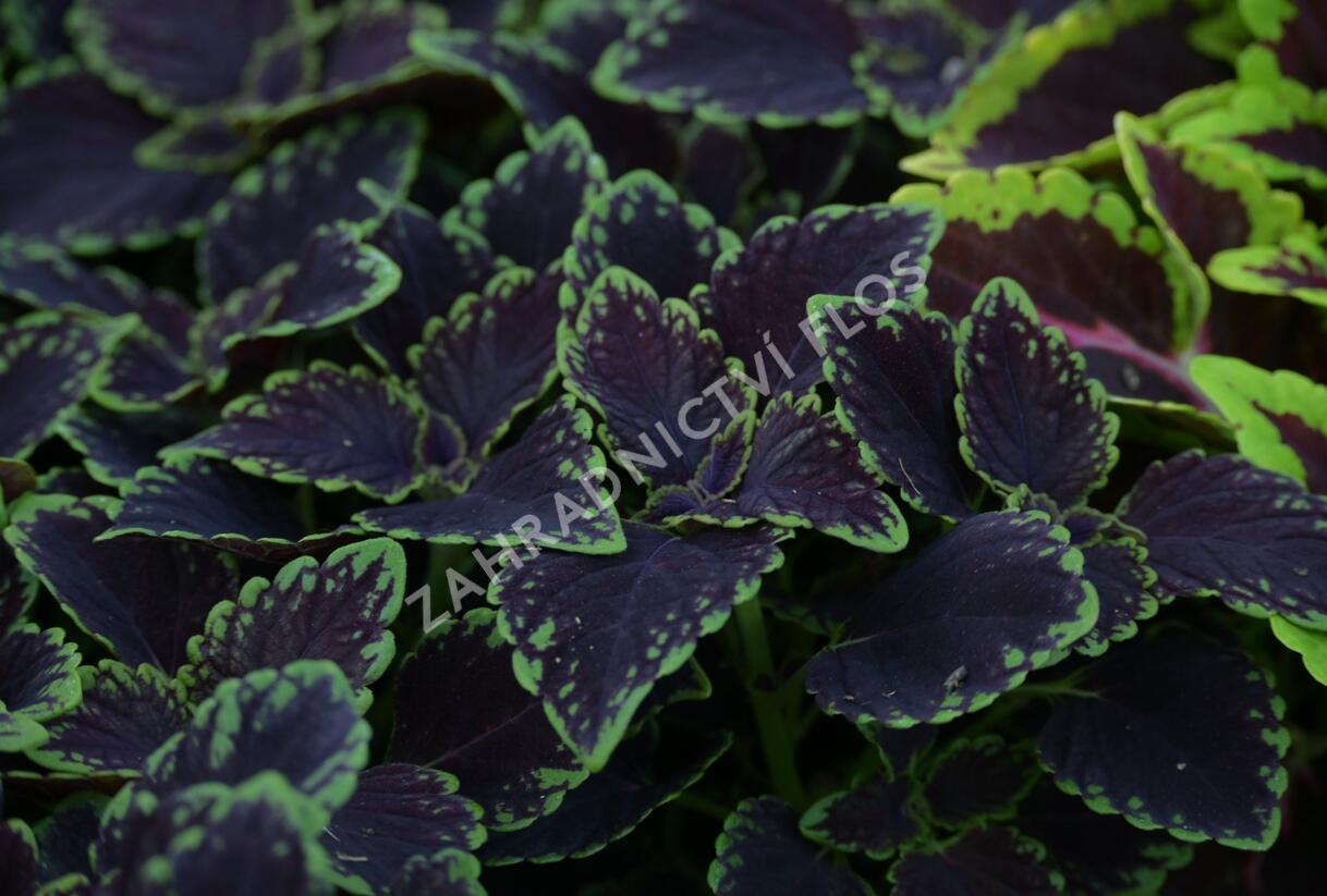 Pochvatec, Pokojová kopřiva 'Abbey Road' - Coleus blumei 'Abbey Road'