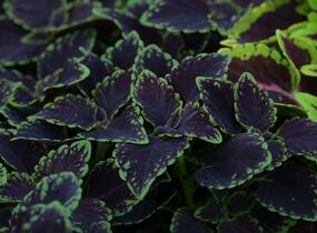 Pochvatec, Pokojová kopřiva 'Abbey Road' - Coleus blumei 'Abbey Road'