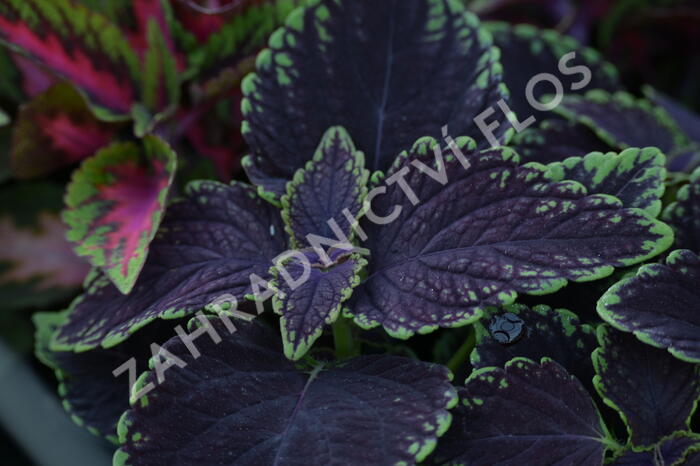 Pochvatec, Pokojová kopřiva 'Abbey Road' - Coleus blumei 'Abbey Road'