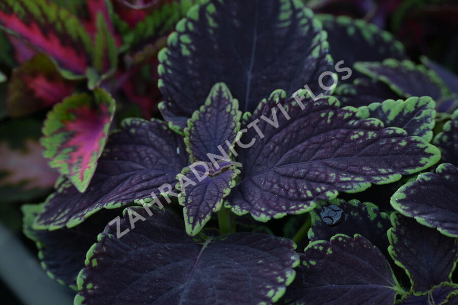 Pochvatec, Pokojová kopřiva 'Abbey Road' - Coleus blumei 'Abbey Road'