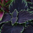 Pochvatec, Pokojová kopřiva 'Abbey Road' - Coleus blumei 'Abbey Road'