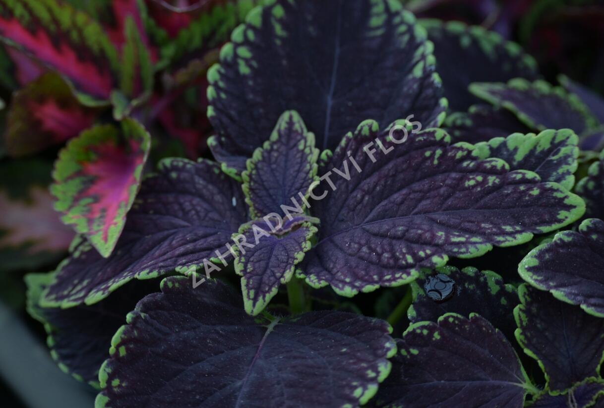 Pochvatec, Pokojová kopřiva 'Abbey Road' - Coleus blumei 'Abbey Road'