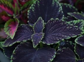 Pochvatec, Pokojová kopřiva 'Abbey Road' - Coleus blumei 'Abbey Road'