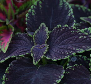 Pokojová kopřiva 'Abbey Road' - Coleus blumei 'Abbey Road'